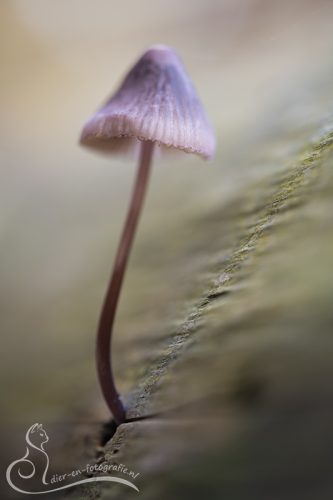 Bloedmycena, Breda, 08-11-2025