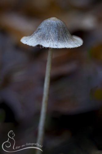 Paddenstoel, Eindhoven, 16-11-2025