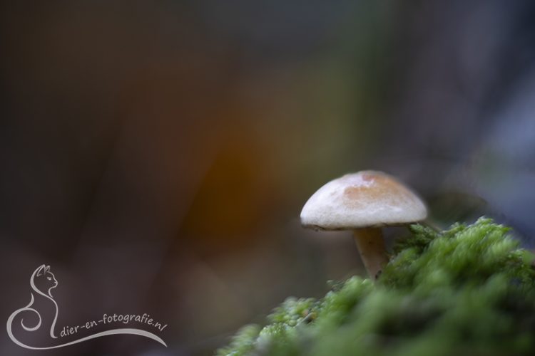 Porseleinzwam, Eindhoven, 16-11-2025