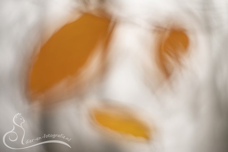 Herfst, Bennekom, 28-11-2025