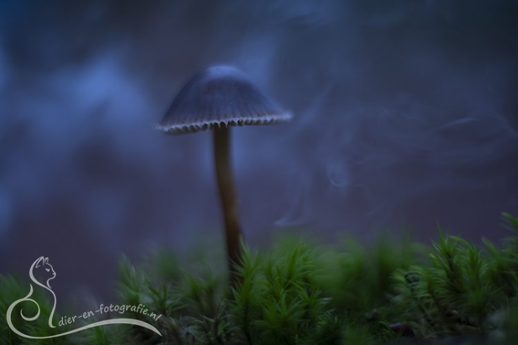 Paddenstoel, Bennekom, 28-11-2025