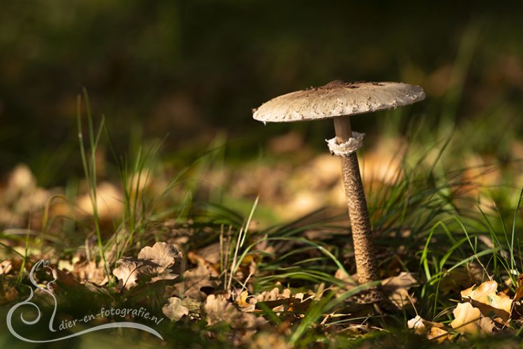 Parasolzwam, AWD, 31-10-2025