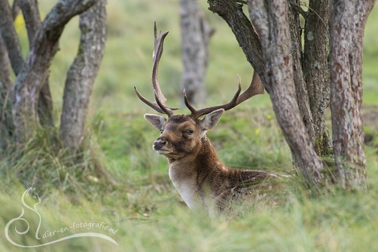 Damhert, AWD, 31-10-2025