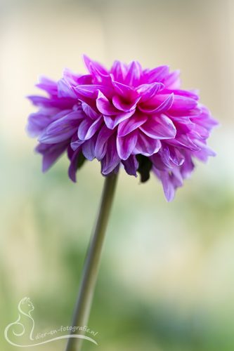 Dahlia, Gemert, 04-07-2026