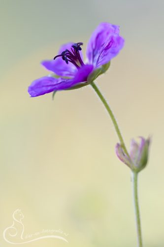 Geranium, Gemert, 04-07-2026