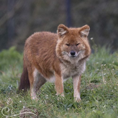 Rode hond, Volkel, 29-03-2026