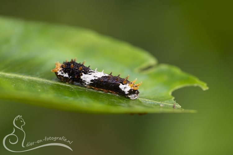 Rups zwaluwstaartvlinder, Gemert, 04-07-2026