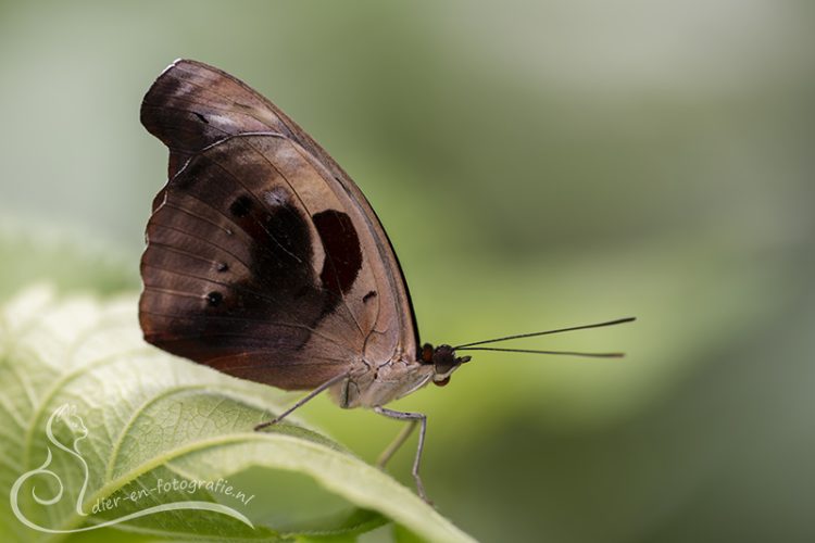 Catonephele numilia, Gemert, 04-07-2026