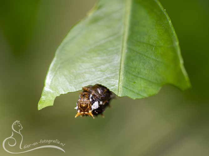 Rups zwaluwstaartvlinder, Gemert, 04-07-2026
