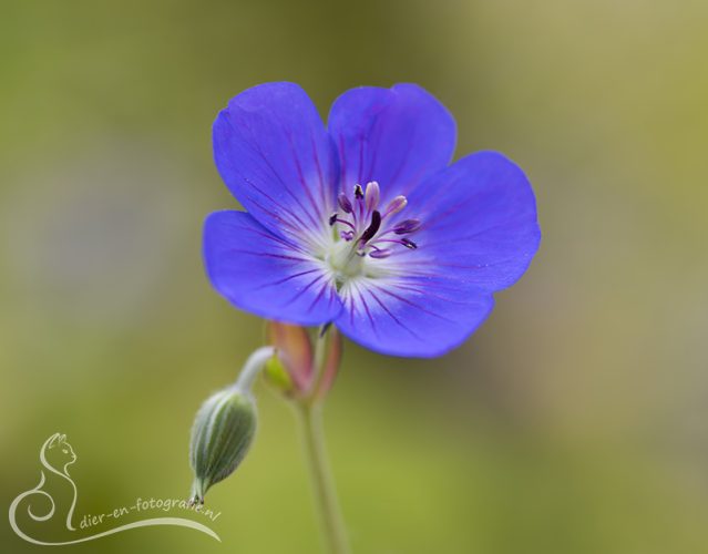 Geranium, Gemert, 04-07-2026