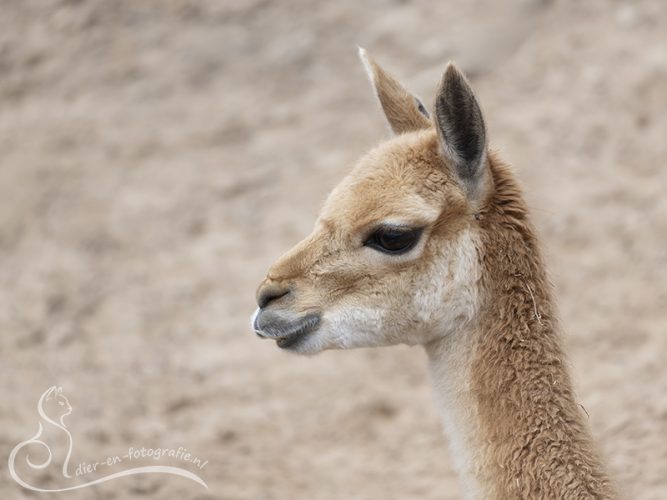 Vicuña, Emmen, 03-04-2026