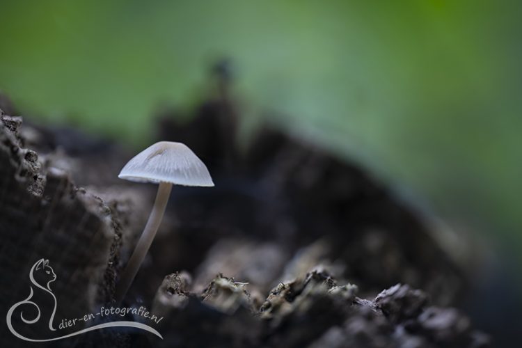 Paddenstoel, Eindhoven, 19-09-2026