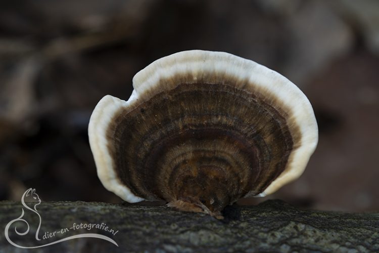 Elfenbankje, Eindhoven, 19-09-2026