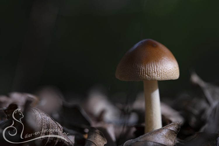 Paddenstoel, Eindhoven, 19-09-2026