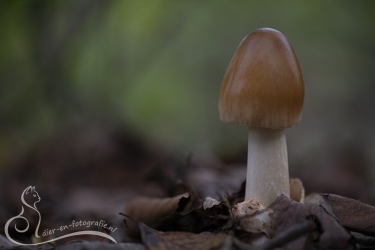 Roodbruine slanke amaniet, Eindhoven, 19-09-2026