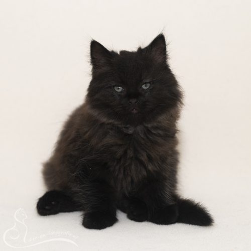 Salem, Nieuw-Buinen, 26-09-2026