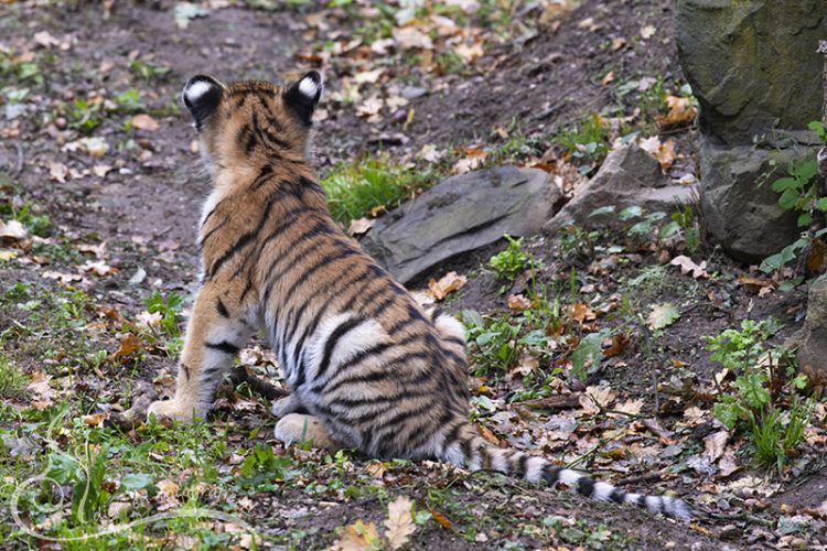 Tijgerwelpje, Rhenen, 27-09-2025