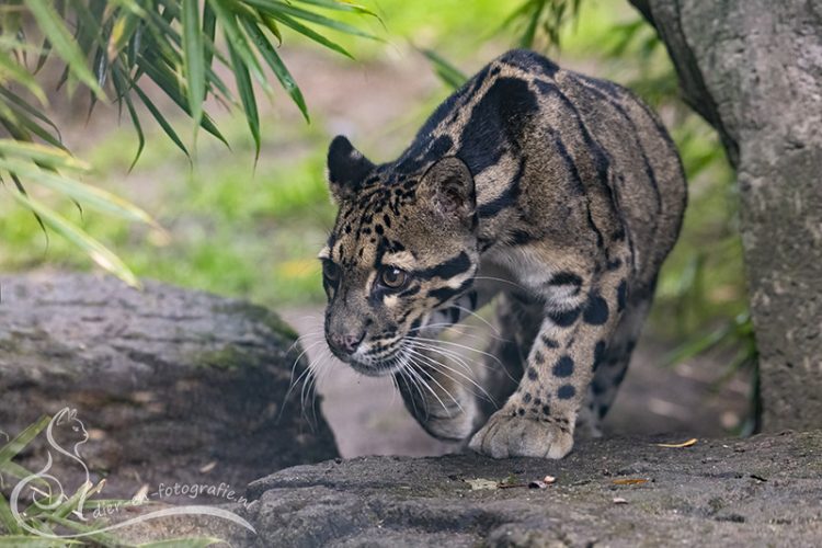 Nevelpanter, Rhenen, 27-09-2025