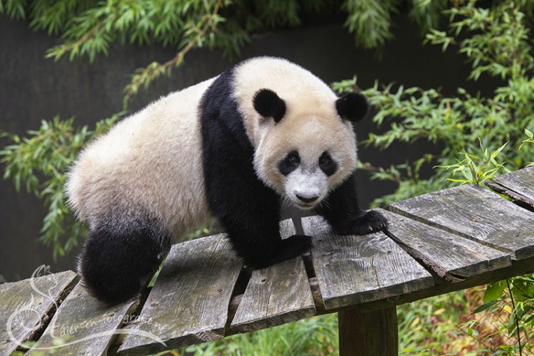 Jonge reuzenpanda, Rhenen, 27-09-2025
