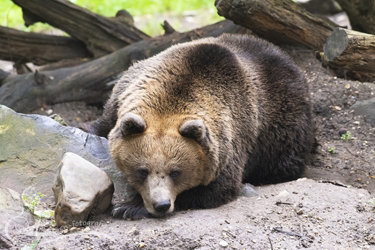 Beer, Rhenen, 27-09-2025