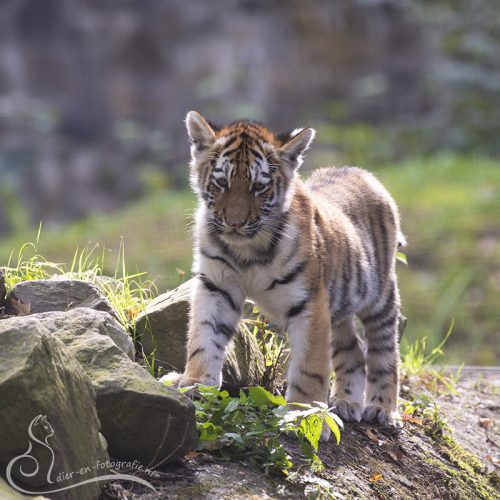 Tijgerwelpje, Rhenen, 27-09-2025