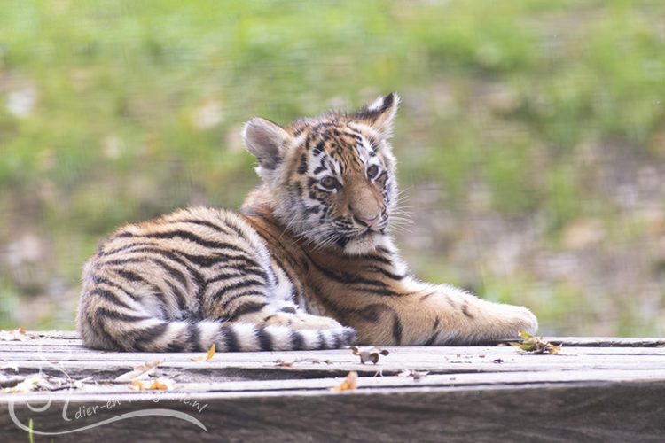 Tijgerwelpje, Rhenen, 27-09-2025