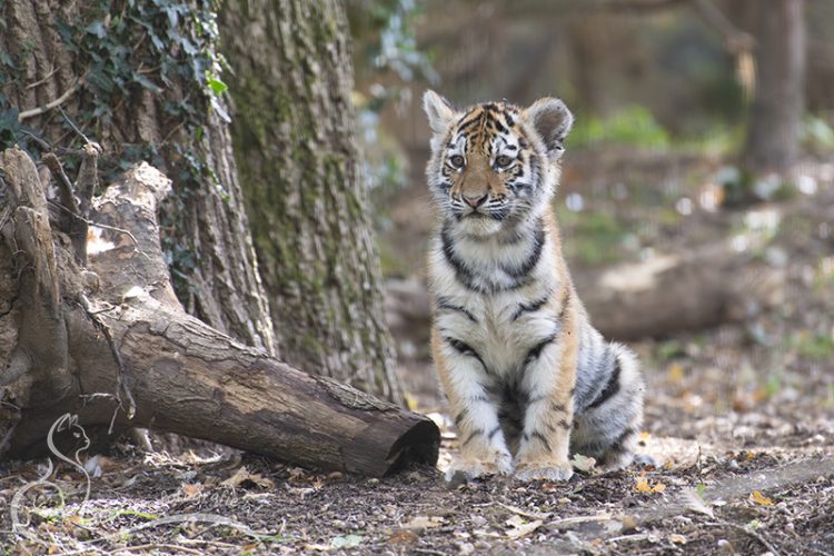Tijgerwelpje, Rhenen, 27-09-2025