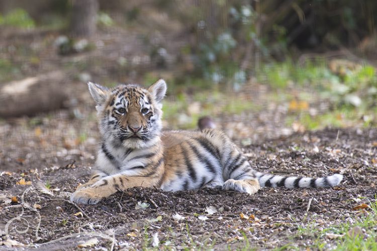 Tijgerwelpje, Rhenen, 27-09-2025