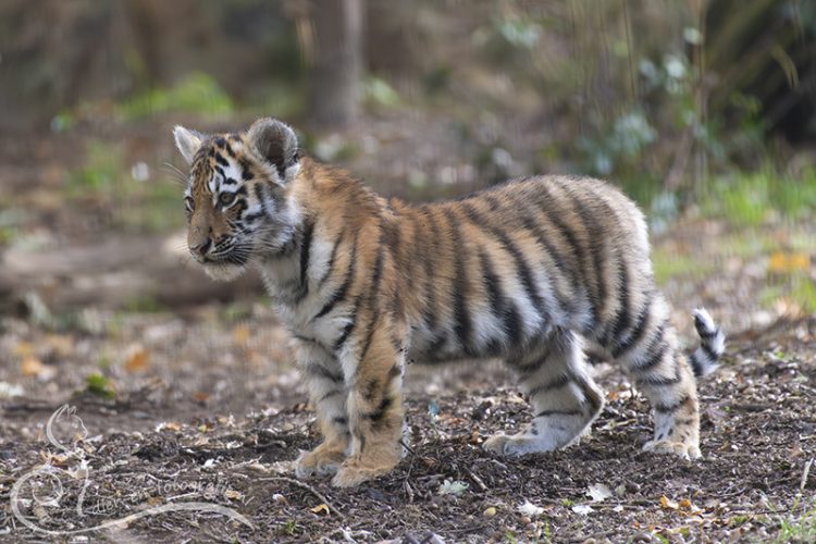 Tijgerwelpje, Rhenen, 27-09-2025