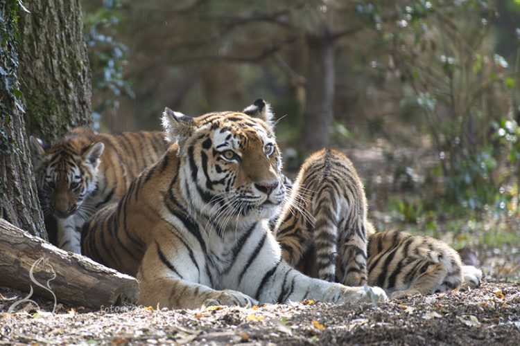 Tijger met welpjes,, Rhenen, 27-09-2025